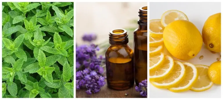 Repelentes naturales para hormigas