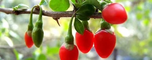 Bayas de goji
