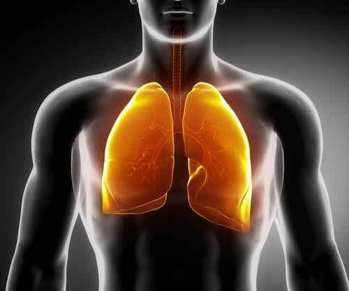 ¿Existen infusiones medicinales para fortalecer los pulmones?