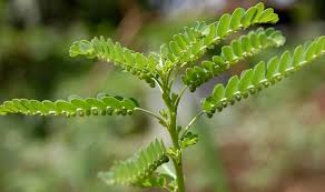 Phyllanthus niruri