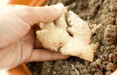 Cómo cultivar una planta de jengibre en el interior de tu casa