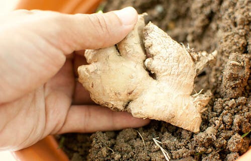 Cultivar jengibre en casa es fácil