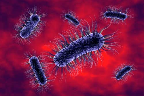 bacterias-que-causan-enfermedades