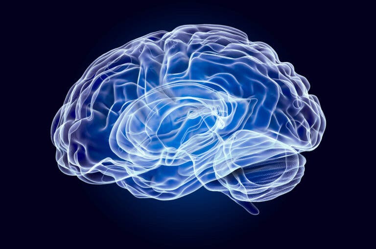 La glándula pineal, cada día más interesante
