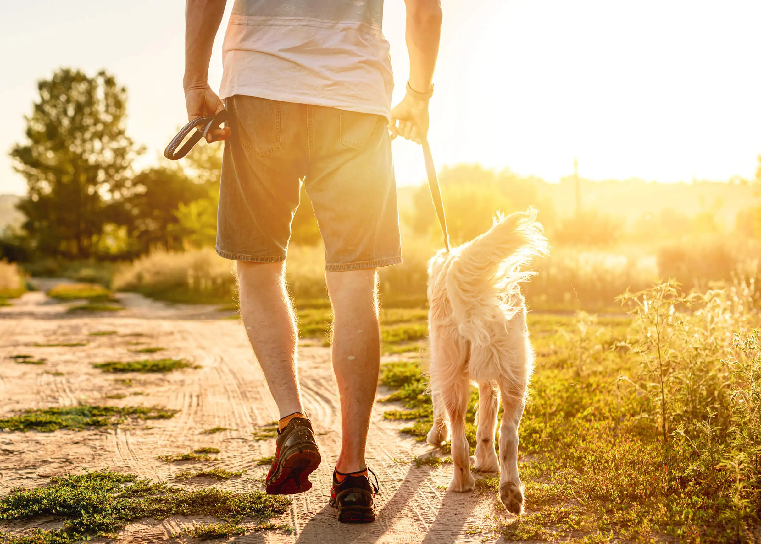 Chien marchant avec son maître.