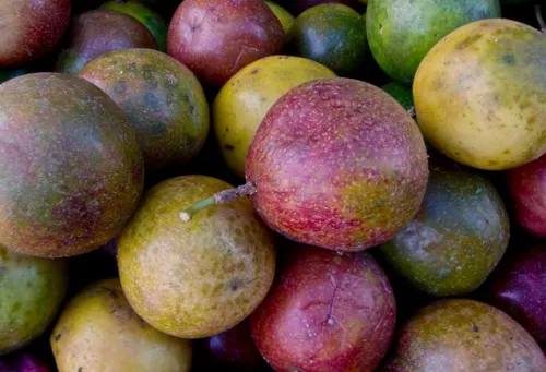 maracuya Chamo Estudio