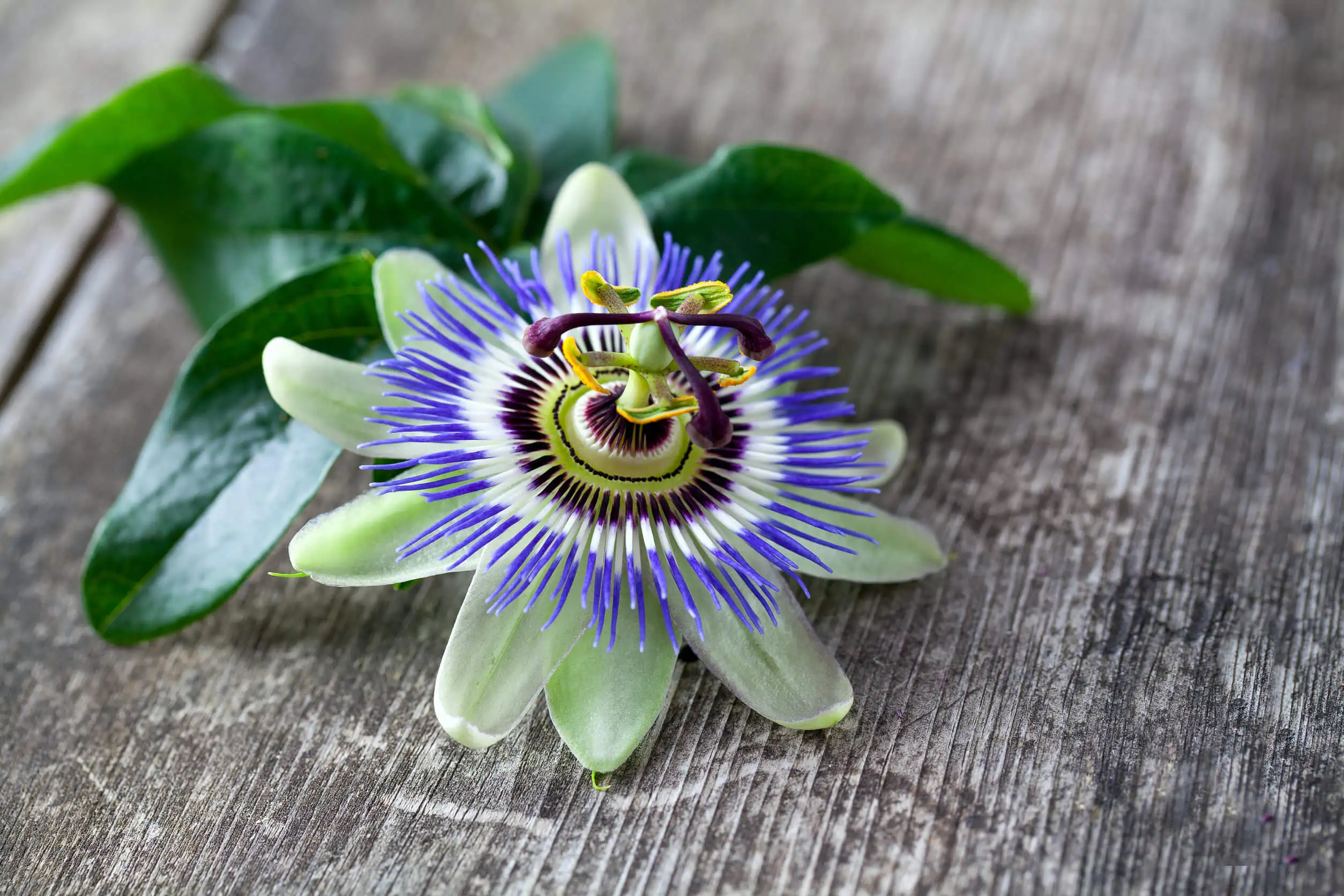 La pasiflora