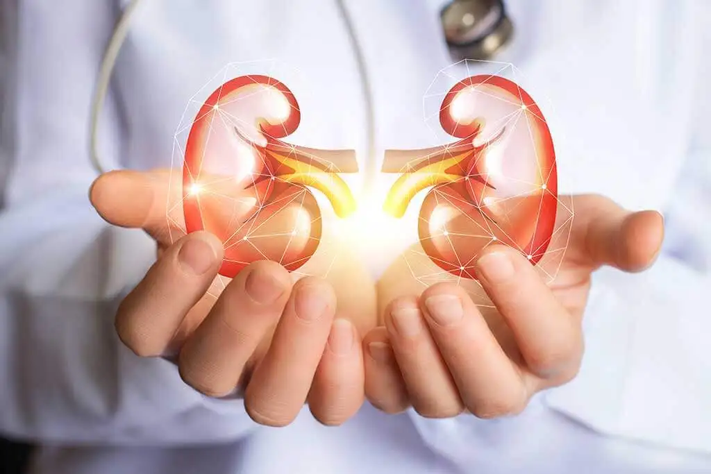 The kidneys.