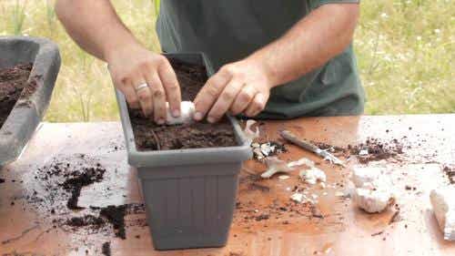 Cómo plantar ajos y cebollas en casa: ¡Muy fácil!