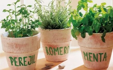 Cómo plantar en casa romero, perejil y menta