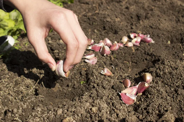 Cómo cultivar ajo en casa