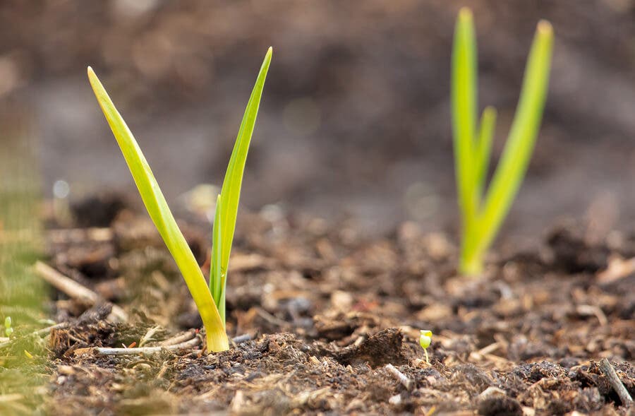 ¿Cómo cultivar ajo en casa?