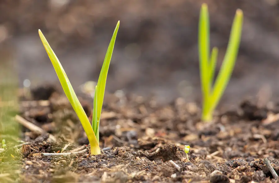 ¿Cómo cultivar ajo en casa?
