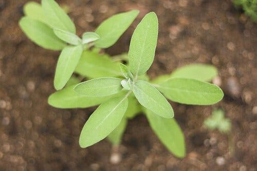 Prevención de canas con salvia