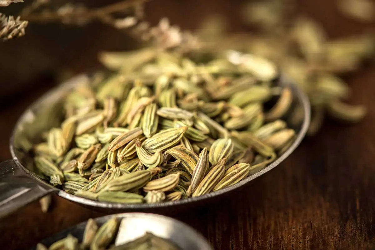Semillas de hinojo.