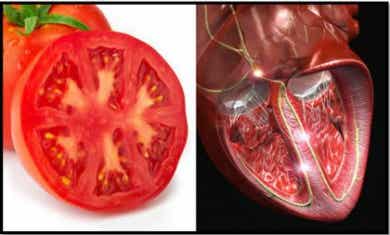 Similitud entre tomate y corazón