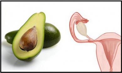 Parecido entre el aguacate y el útero