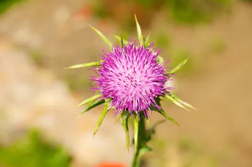 El cardo mariano permite revitalizar el hígado y páncreas