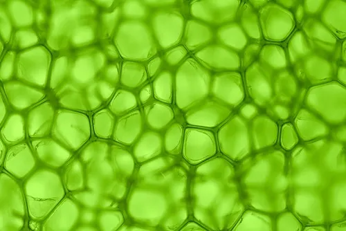 Composición molecular de clorofila