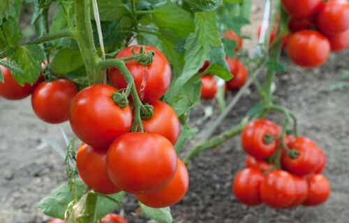Ideas para cultivar tomates en nuestra casa