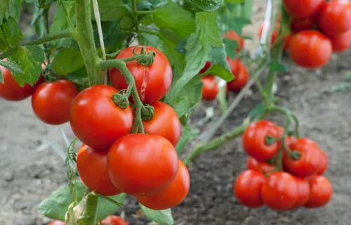 tomates