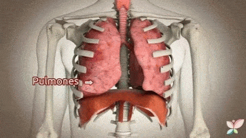 Movimiento de pulmones bronquios congestionados