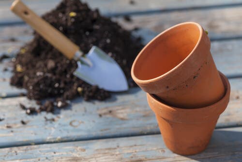 Maceta para cultivar jengibre en casa