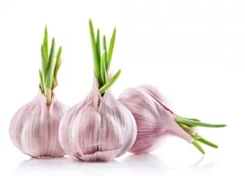 ¿Tiras los ajos germinados? ¡Descubre sus grandes beneficios!