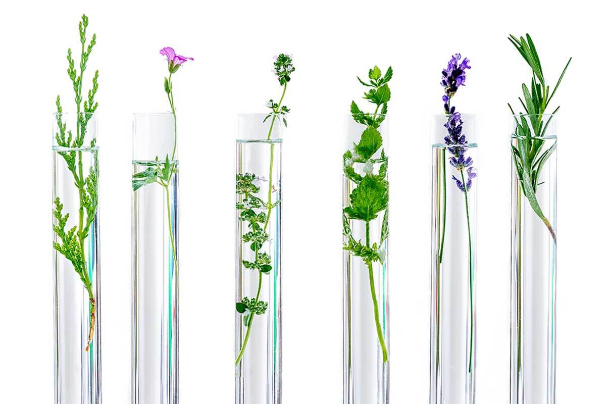 plantas para el dolor.