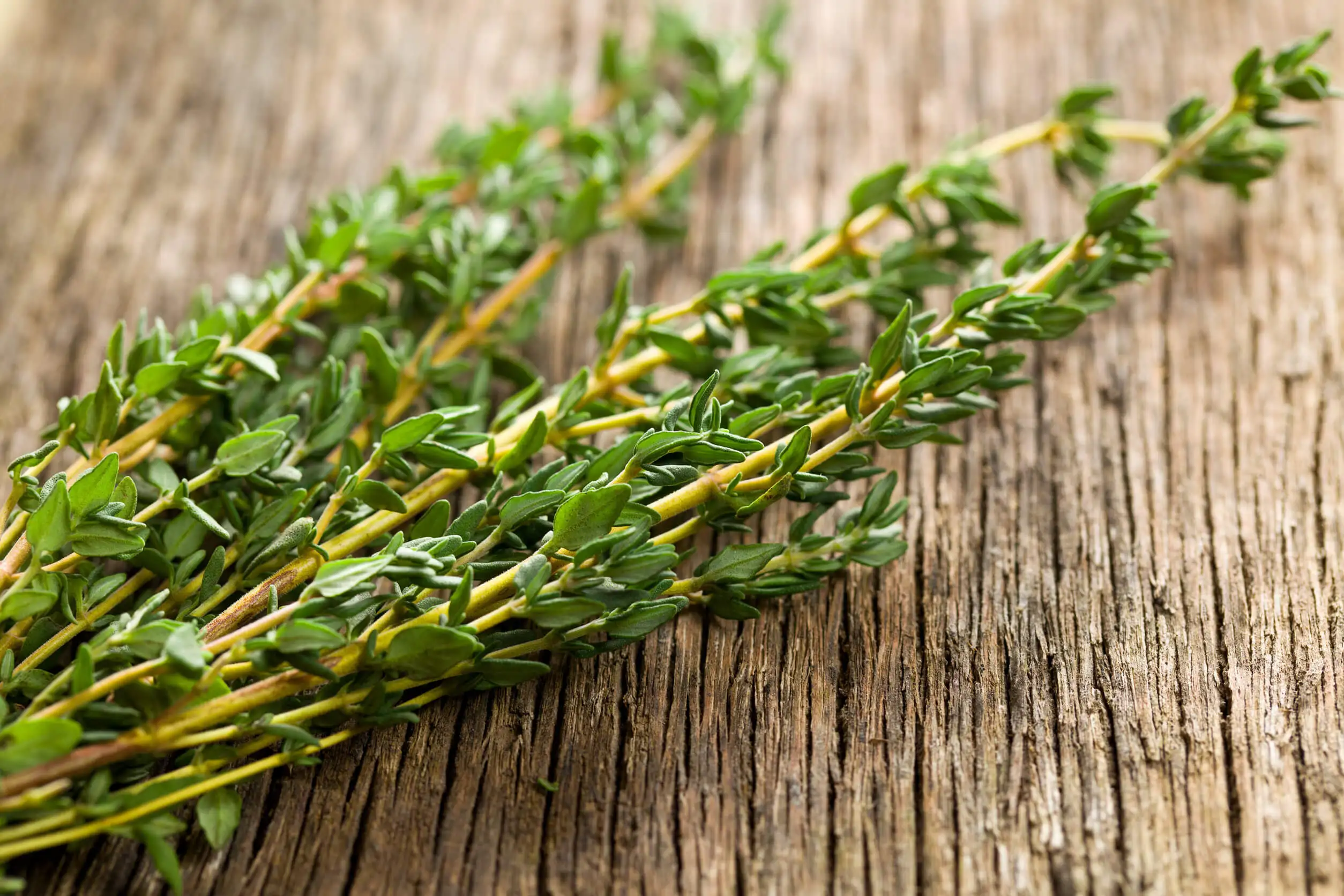 Rama de tomillo es una especia antiinflamatoria.