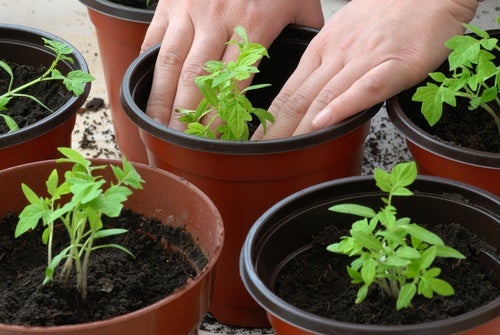 ¿Cómo-plantar-la-tomatera