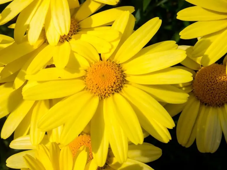 Descubre la flor que alivia dolores musculares y cura moratones