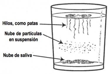 Prueba casera para detectar la cándida en el cuerpo y cómo eliminarla naturalmente