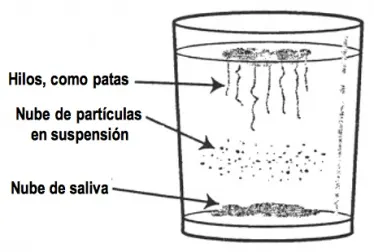 Prueba casera para detectar la cándida en el cuerpo y cómo eliminarla naturalmente