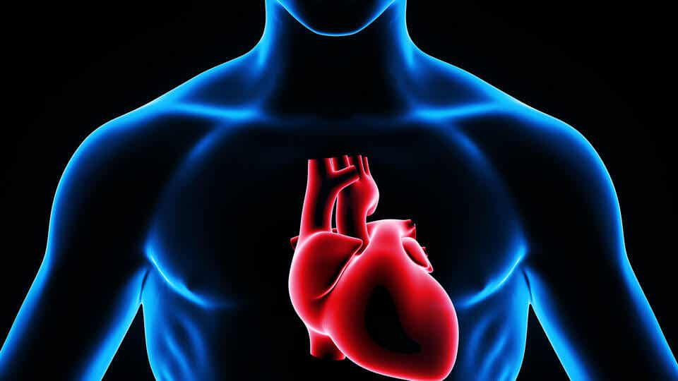 Descubren cómo regenerar el corazón tras un infarto