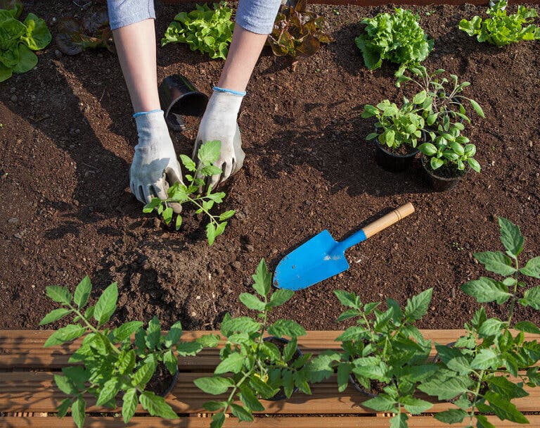 Cómo cultivar salvia, la planta de las mujeres