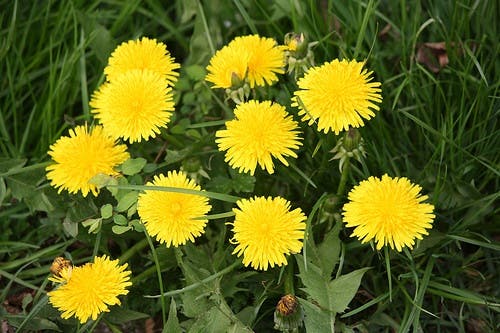 Diente de león