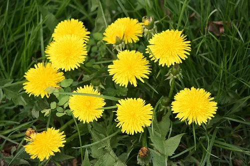 Diente de león