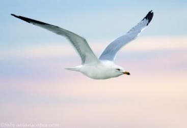 juan_salvador_gaviota