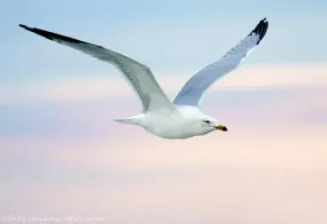 juan_salvador_gaviota