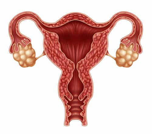 Descubre las 6 hormonas que intervienen en el ciclo de ovulación