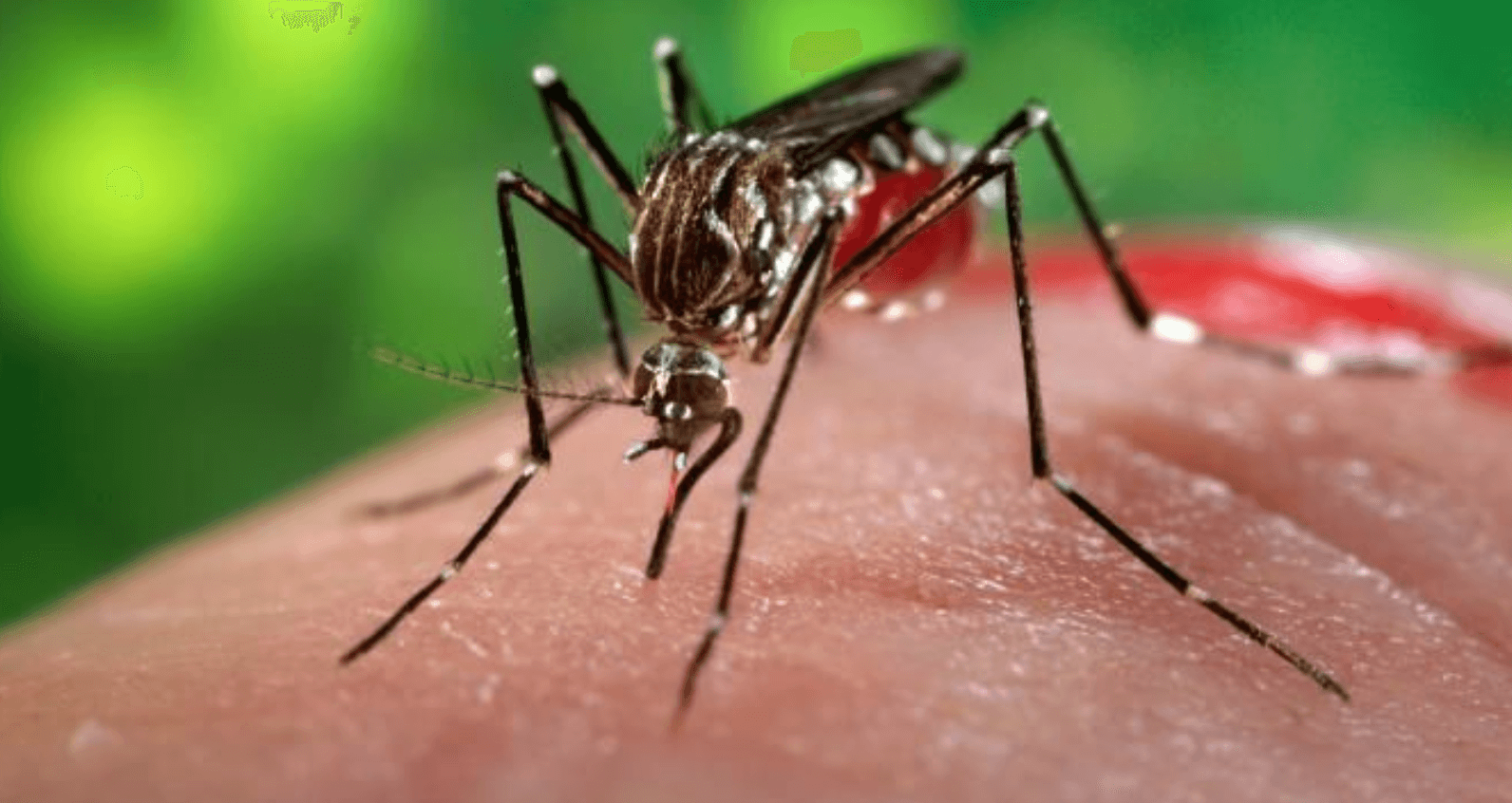 ¿Cómo evitar el contagio por chikungunya?