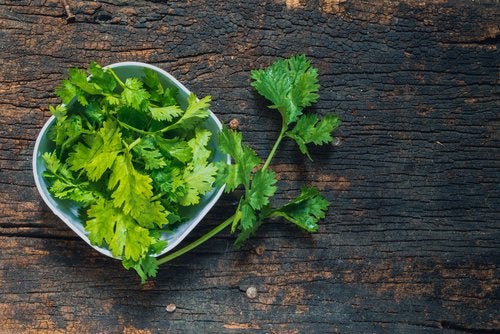 ¿Para qué sirve el cilantro? ¡Descubre todas sus propiedades!