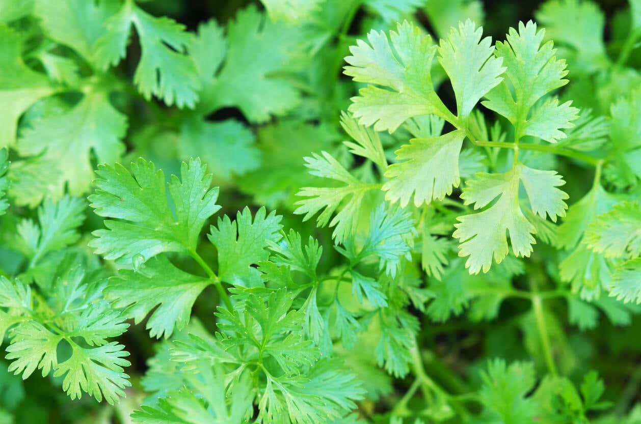 Las hojas del cilantro tienen propiedades para la salud