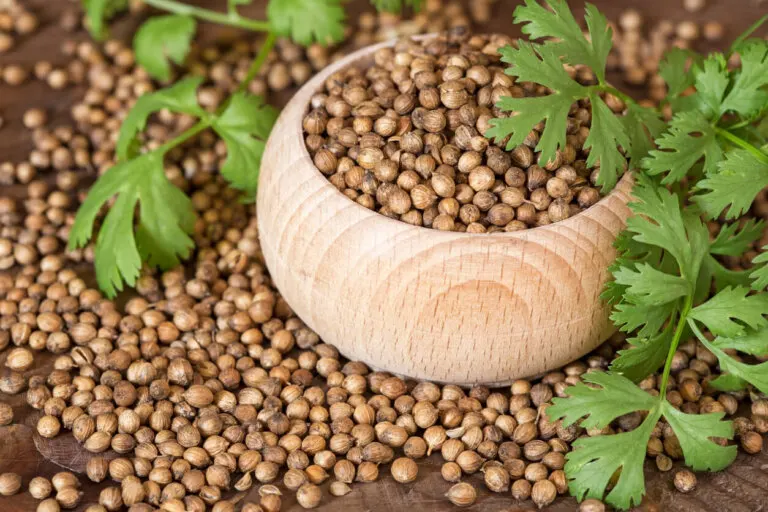 Cilantro: qué es, usos, propiedades y cómo conservarlo