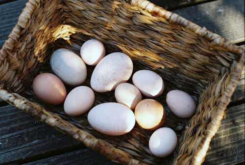 3 tipos de huevos que también deberías probar: ¡Descúbrelos!