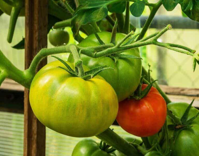 ¿Se pueden reducir las varices con tomates verdes y rojos?