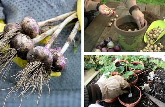 8 plantas aromáticas y medicinales que deberías tener en tu hogar