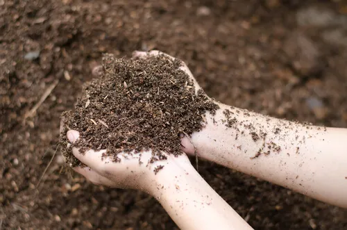 El riego es uno de los cuidados especiales que hay que tener con las plantas