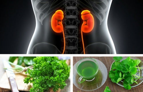 Las 3 mejores infusiones para mejorar tu función renal